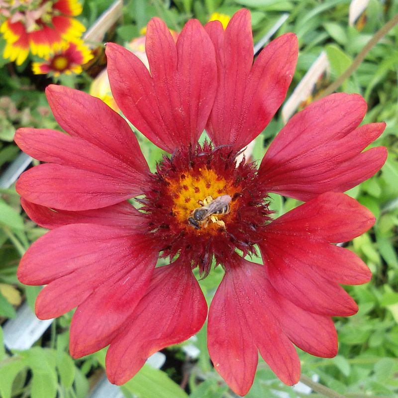 Artikelbild 2 des Artikels “Kokardenblume, weinrot “