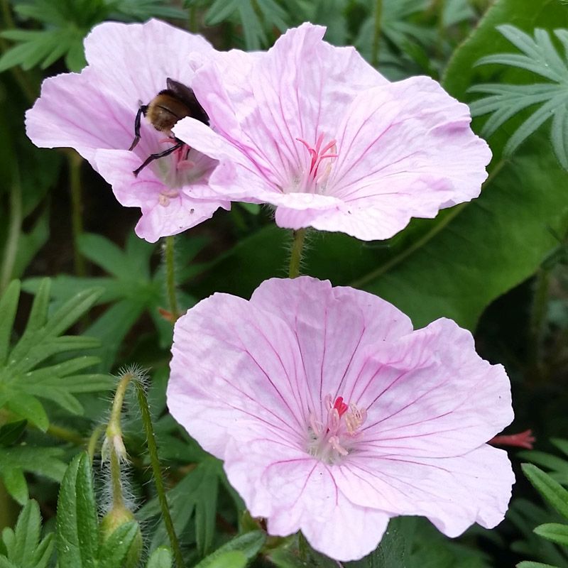 Artikelbild 2 des Artikels “Blut-Storchschnabel, rosa “