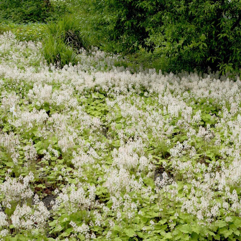 Artikelbild 2 des Artikels “Schaumblüte “