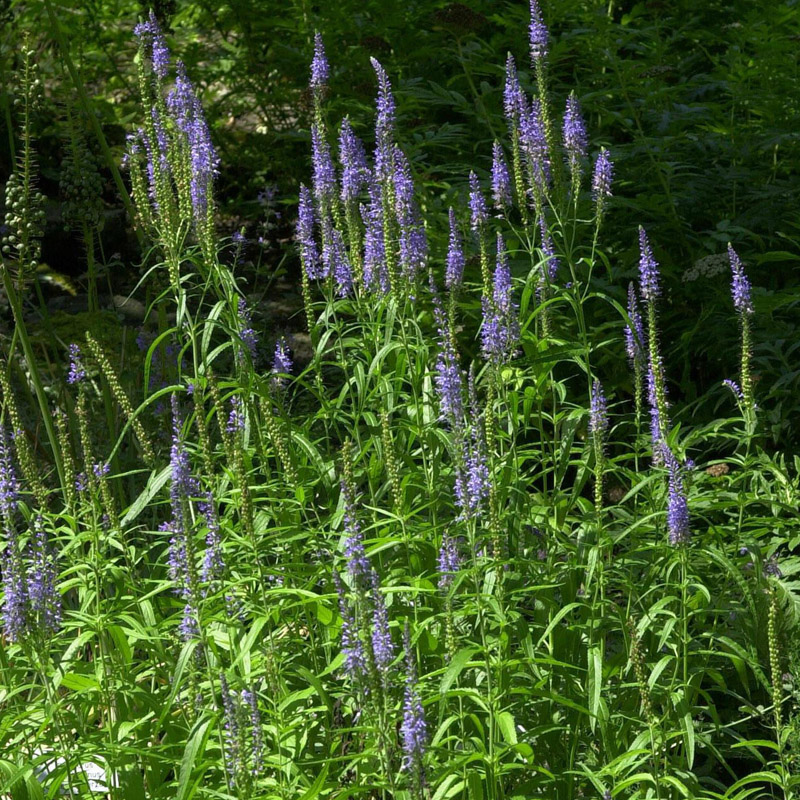 Artikelbild 2 des Artikels “Blauweiderich “