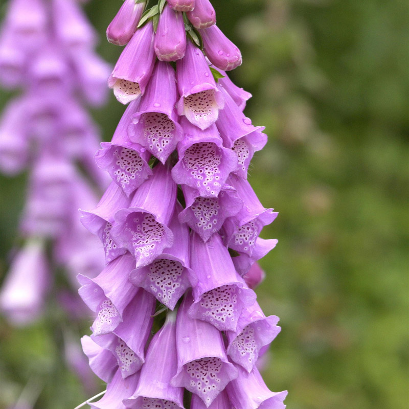 Artikelbild 2 des Artikels “Fingerhut rot “