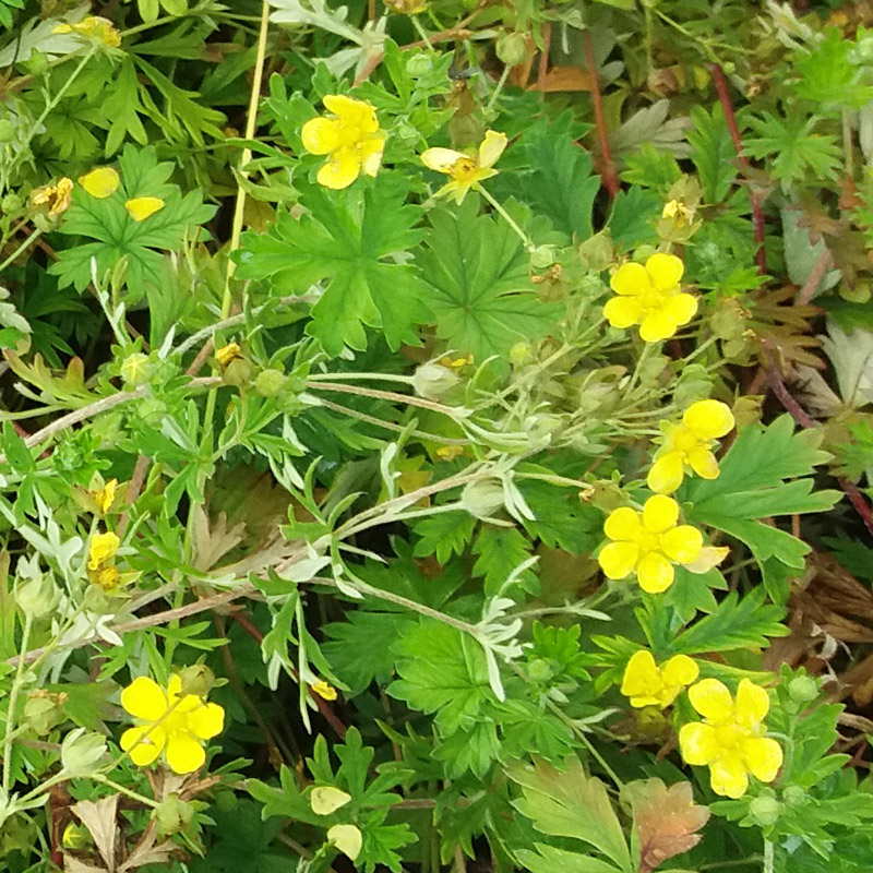 Artikelbild 2 des Artikels “Silber-Fingerkraut “