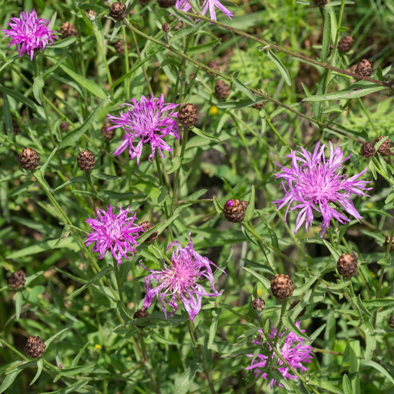 Artikelbild 2 des Artikels “Wiesen-Flockenblume “