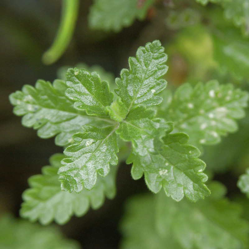 Artikelbild 2 des Artikels “Echter Gamander “