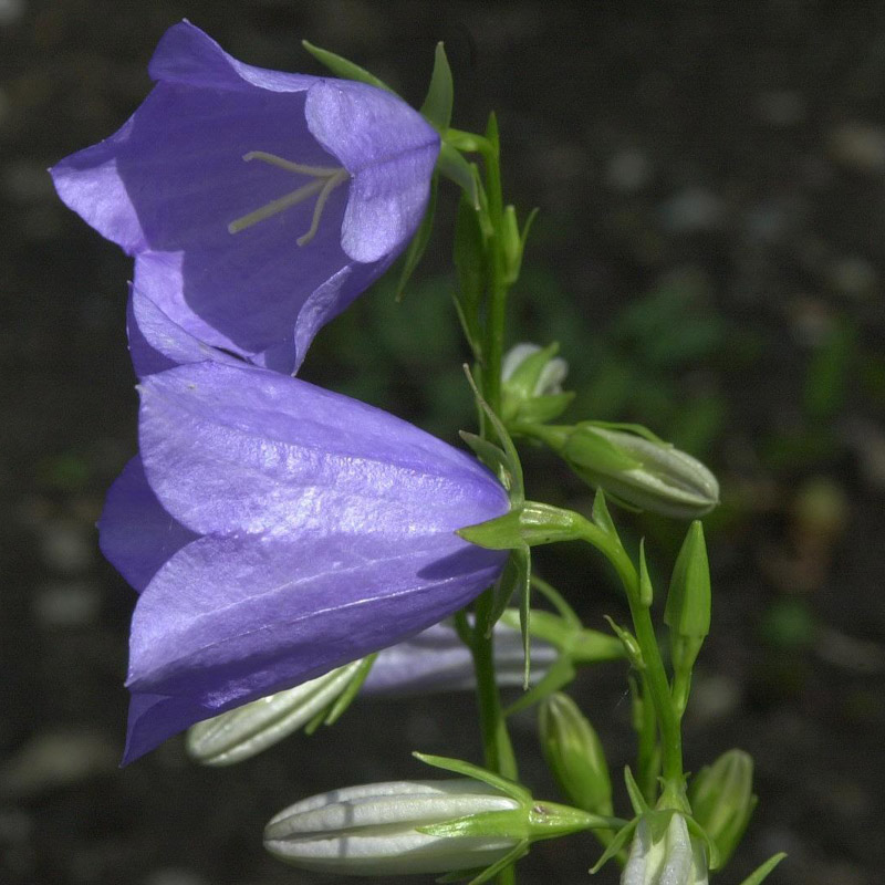 Artikelbild 2 des Artikels “Pfirsichblättrige-Glockenblume “