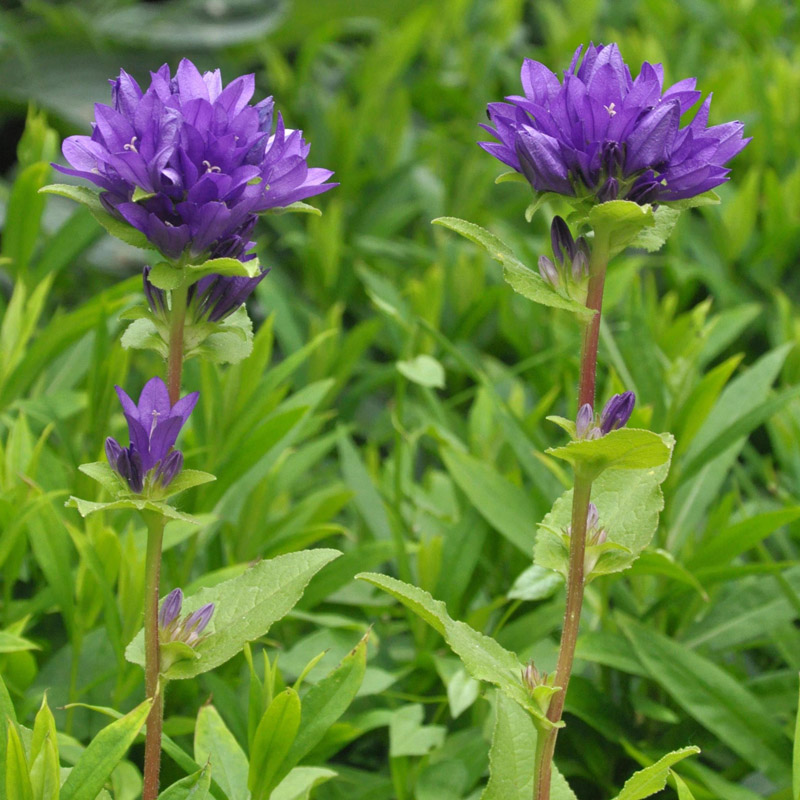 Artikelbild 2 des Artikels “Knäuel-Glockenblume “