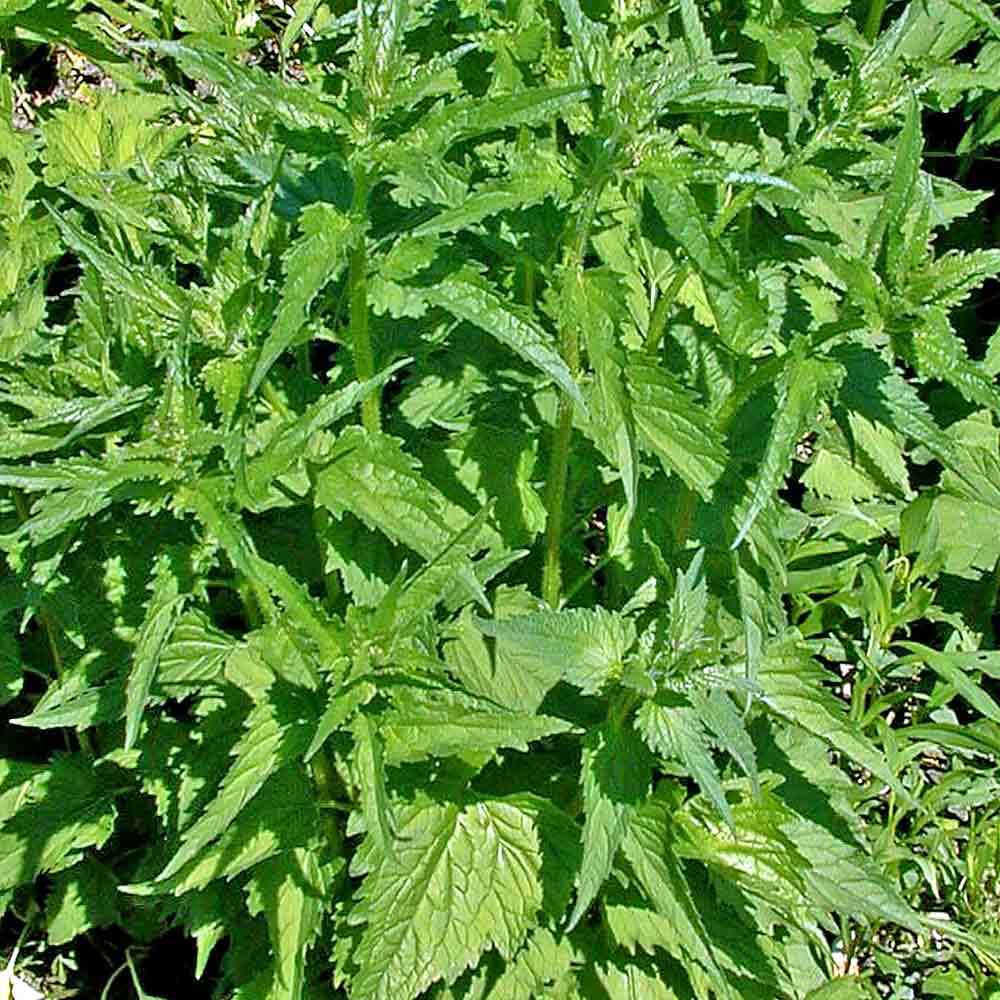 Artikelbild 2 des Artikels “Nesselblättrige Glockenblume “