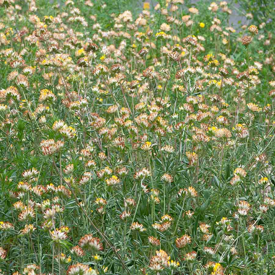 Artikelbild 2 des Artikels “Wundklee “