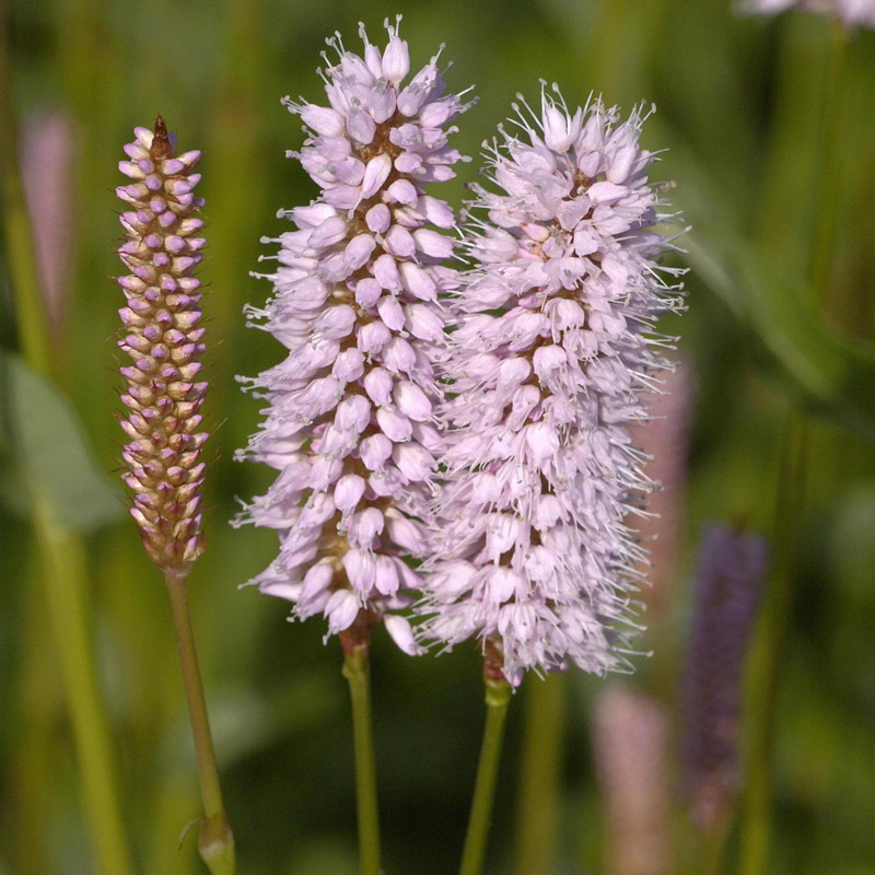 Artikelbild 2 des Artikels “Schlangen-Knöterich “