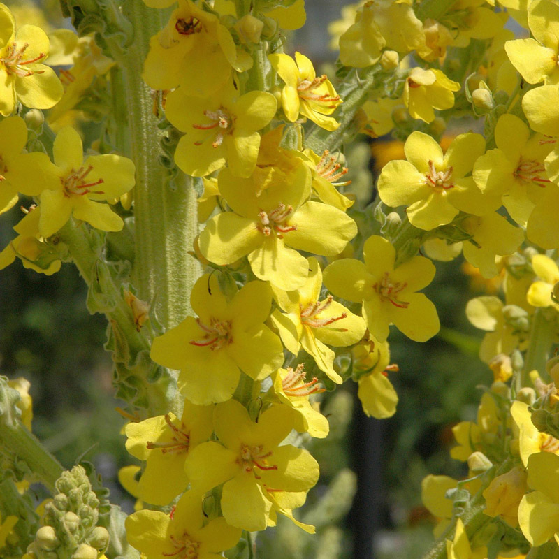 Artikelbild 2 des Artikels “Schwarze Königskerze “