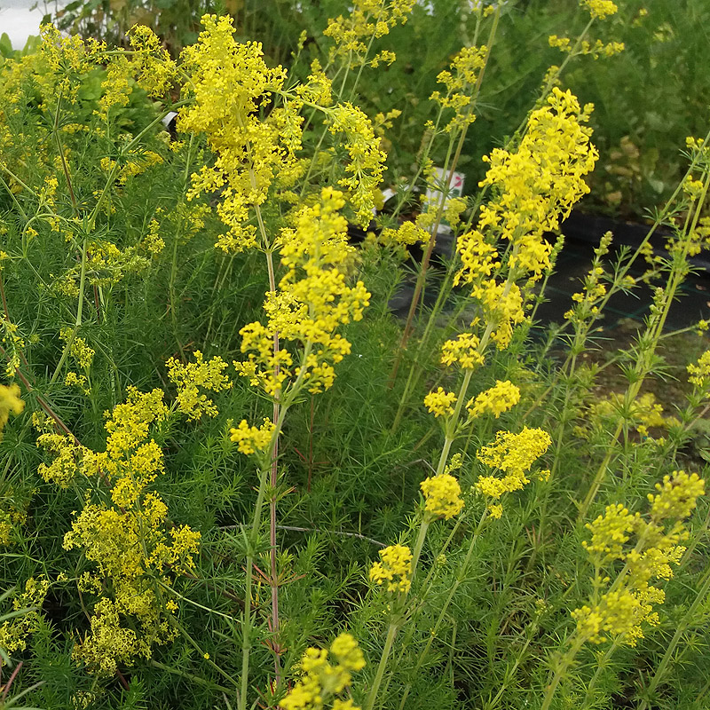 Artikelbild 2 des Artikels “Echtes Labkraut “