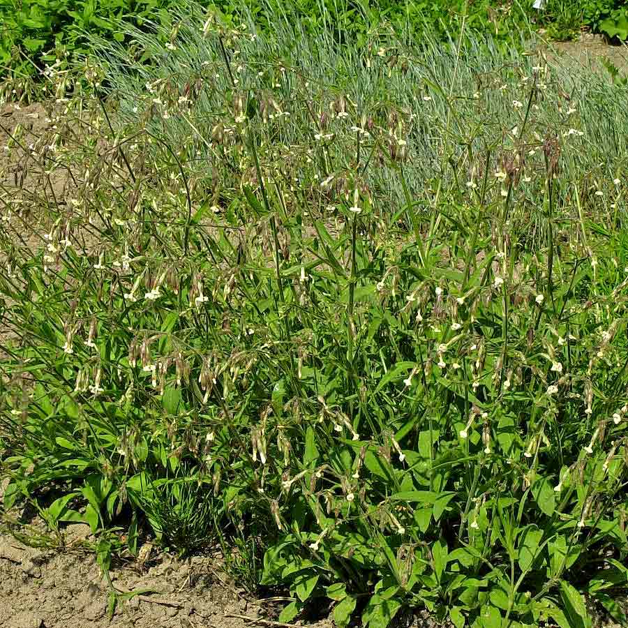 Artikelbild 2 des Artikels “Nickendes Leimkraut “