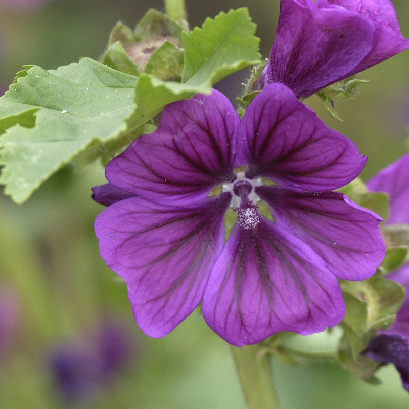 Artikelbild 2 des Artikels “Wilde Malve “