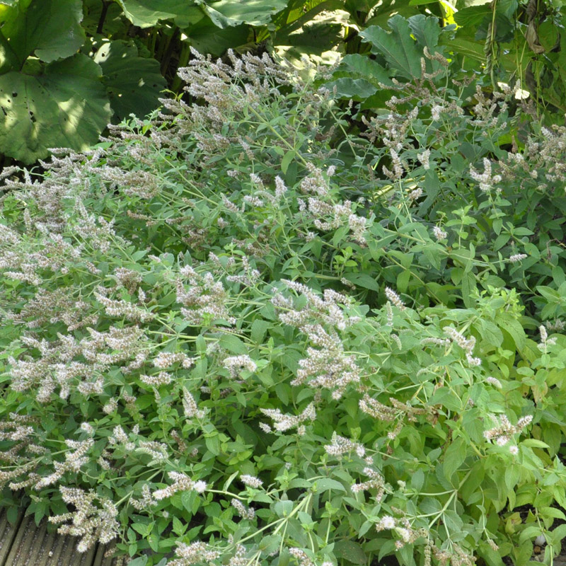 Artikelbild 2 des Artikels “Ross-Minze “