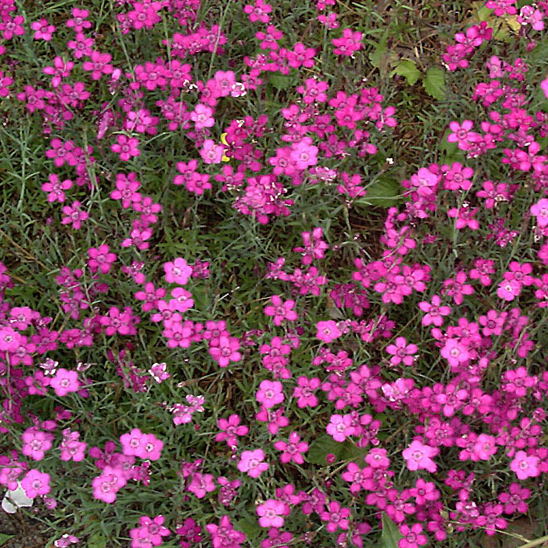 Artikelbild 2 des Artikels “Heide-Nelke “