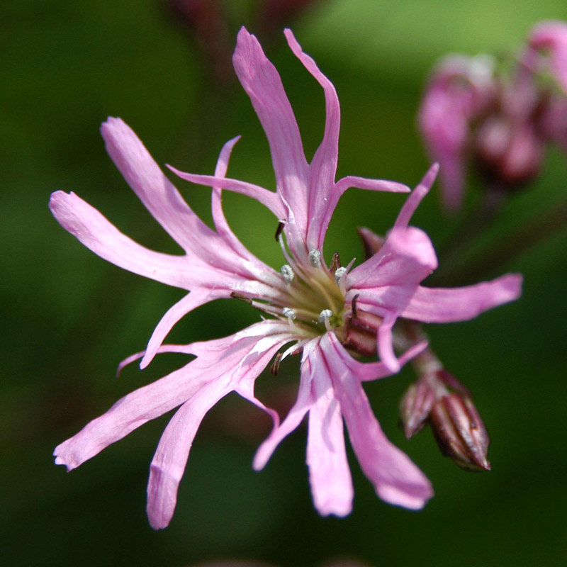 Artikelbild 2 des Artikels “Kuckucks-Lichtnelke “