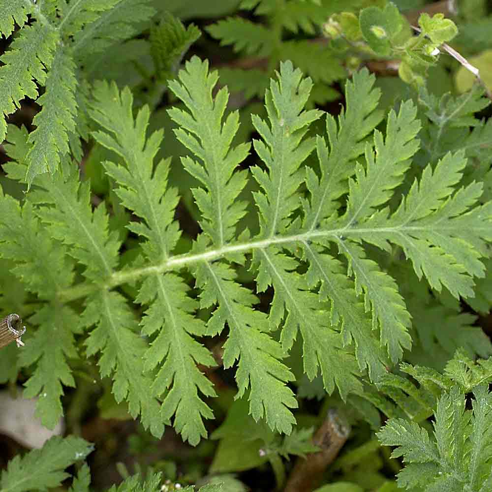 Artikelbild 2 des Artikels “Rainfarn “