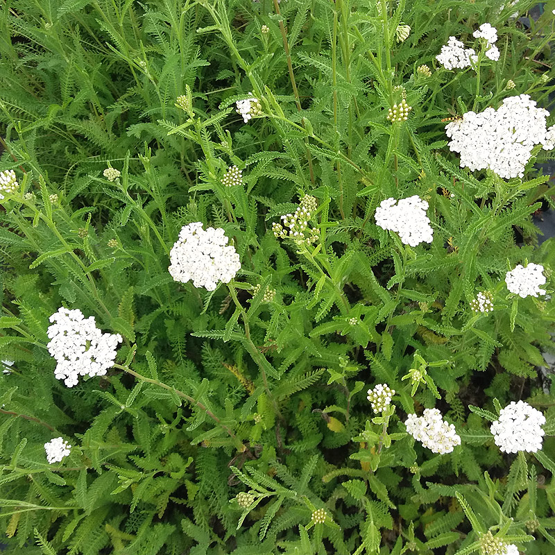 Artikelbild 2 des Artikels “Schafgarbe “