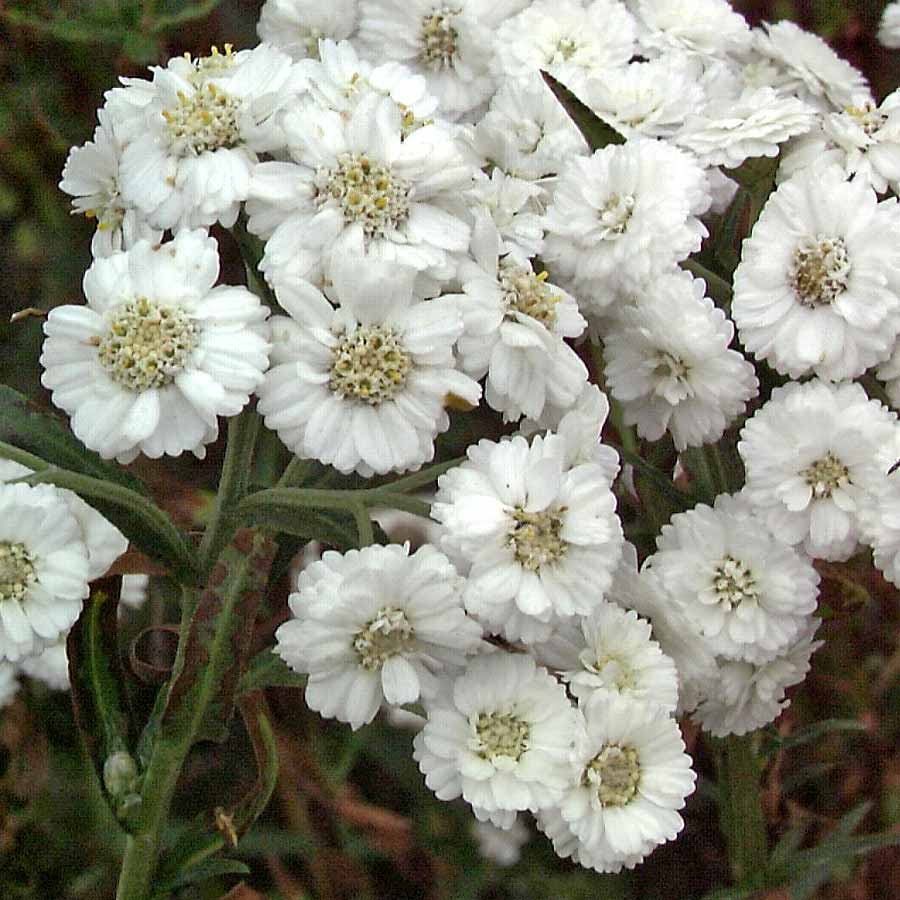 Artikelbild 2 des Artikels “Sumpf-Schafgarbe “