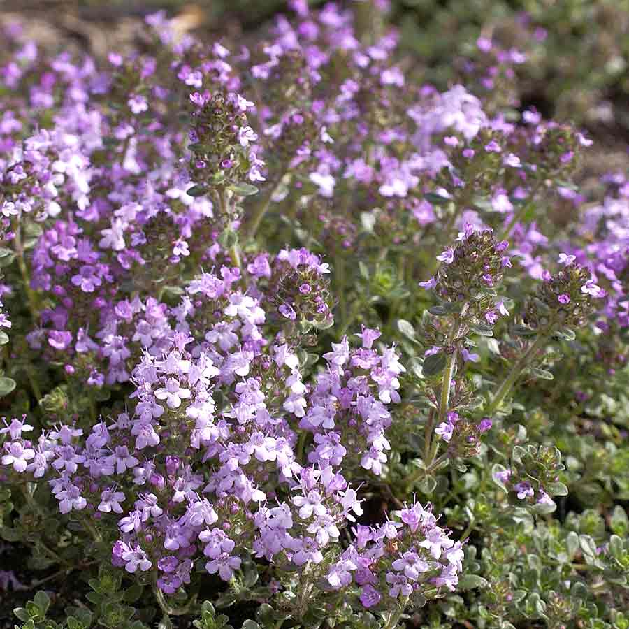 Artikelbild 2 des Artikels “Feld-Thymian “