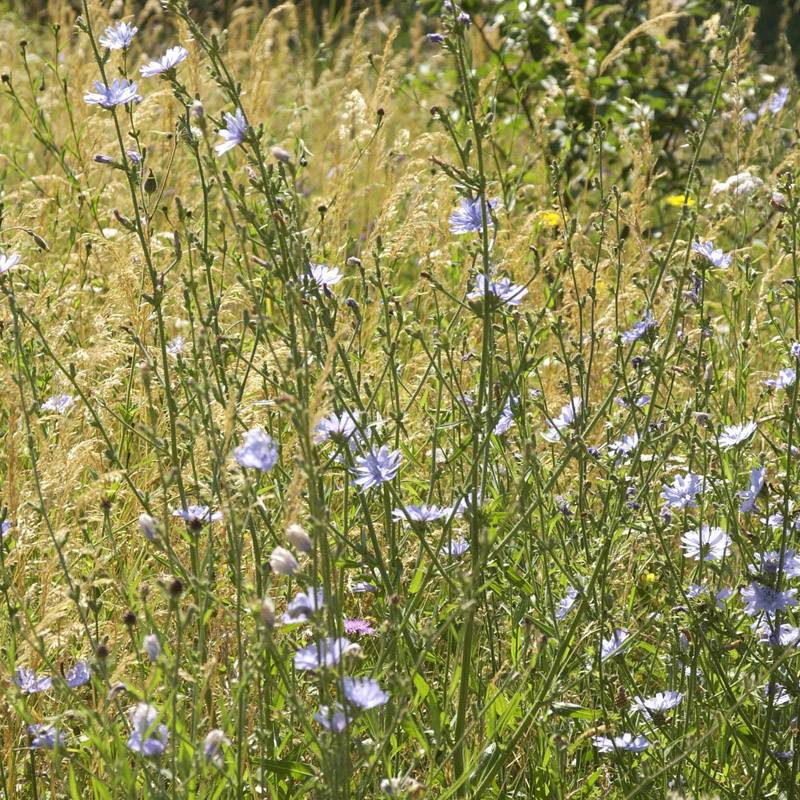 Artikelbild 2 des Artikels “Wegwarte “