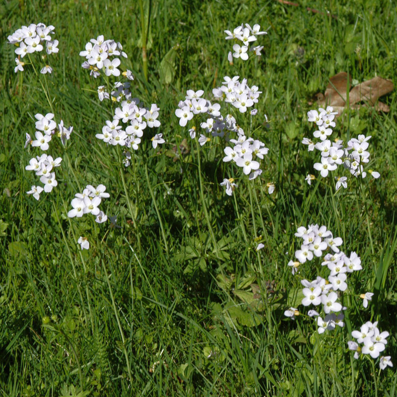 Artikelbild 2 des Artikels “Wiesenschaumkraut “