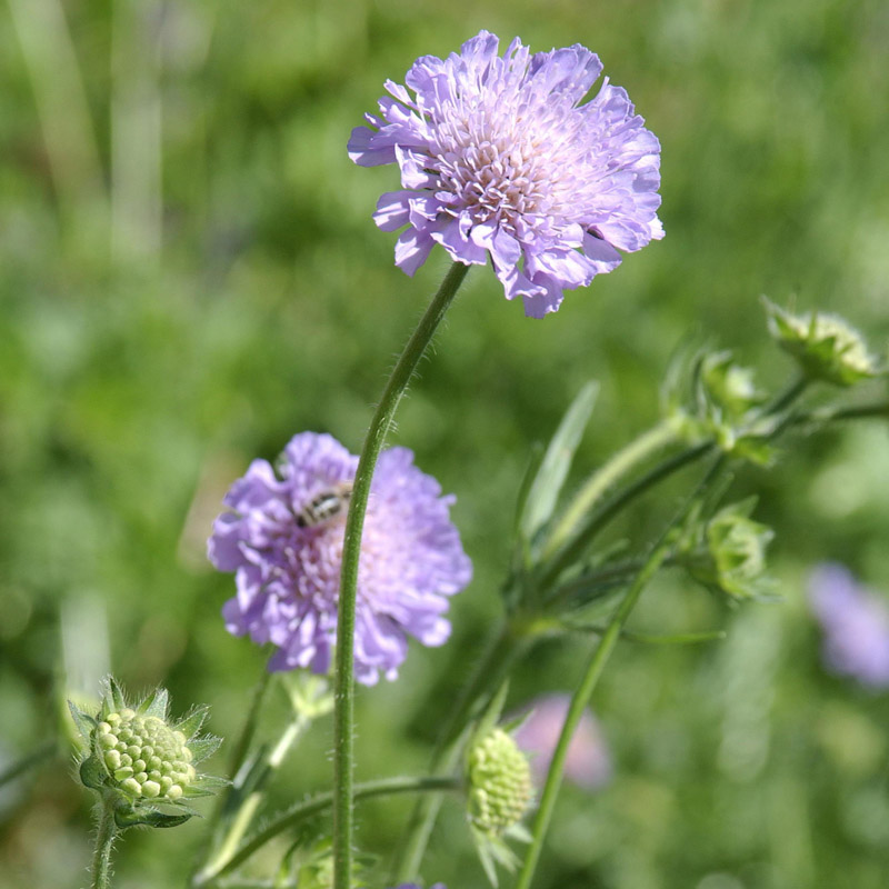 Artikelbild 2 des Artikels “Acker-Witwenblume “