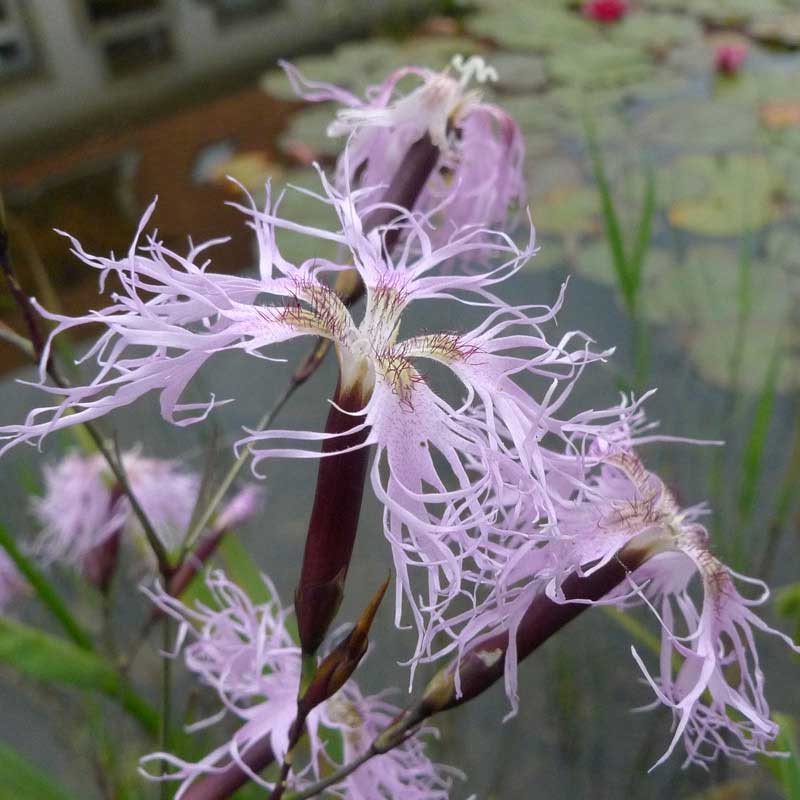 Artikelbild 2 des Artikels “Pracht-Nelke “