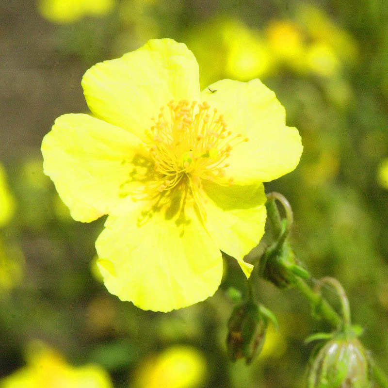 Artikelbild 2 des Artikels “Sonnenröschen “