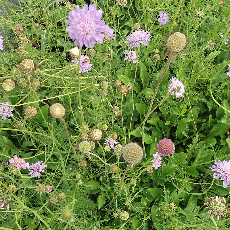 Artikelbild 2 des Artikels “Tauben-Scabiose “