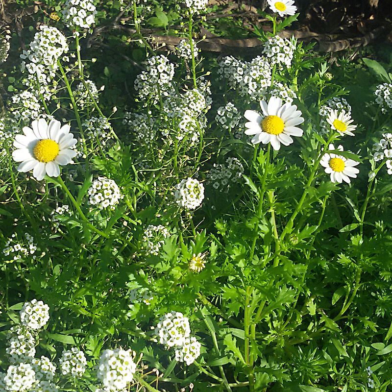 Artikelbild 2 des Artikels “Untersaat-Mischung weiß “