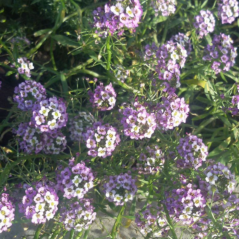 Artikelbild 2 des Artikels “Untersaat-Mischung rosa “