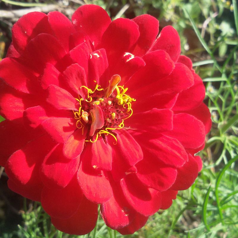 Artikelbild 2 des Artikels “Untersaat-Mischung rot “