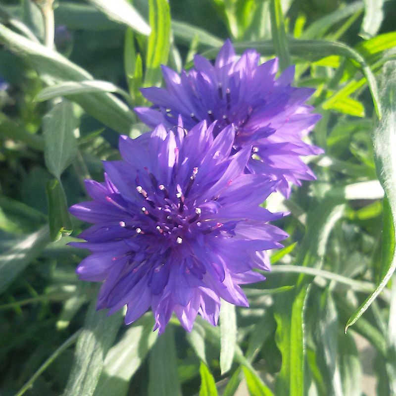 Artikelbild 2 des Artikels “Untersaat-Mischung blau “