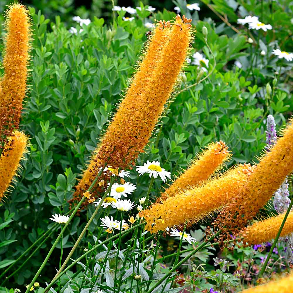 Artikelbild 2 des Artikels “Steppenkerze 'Moneymaker' “