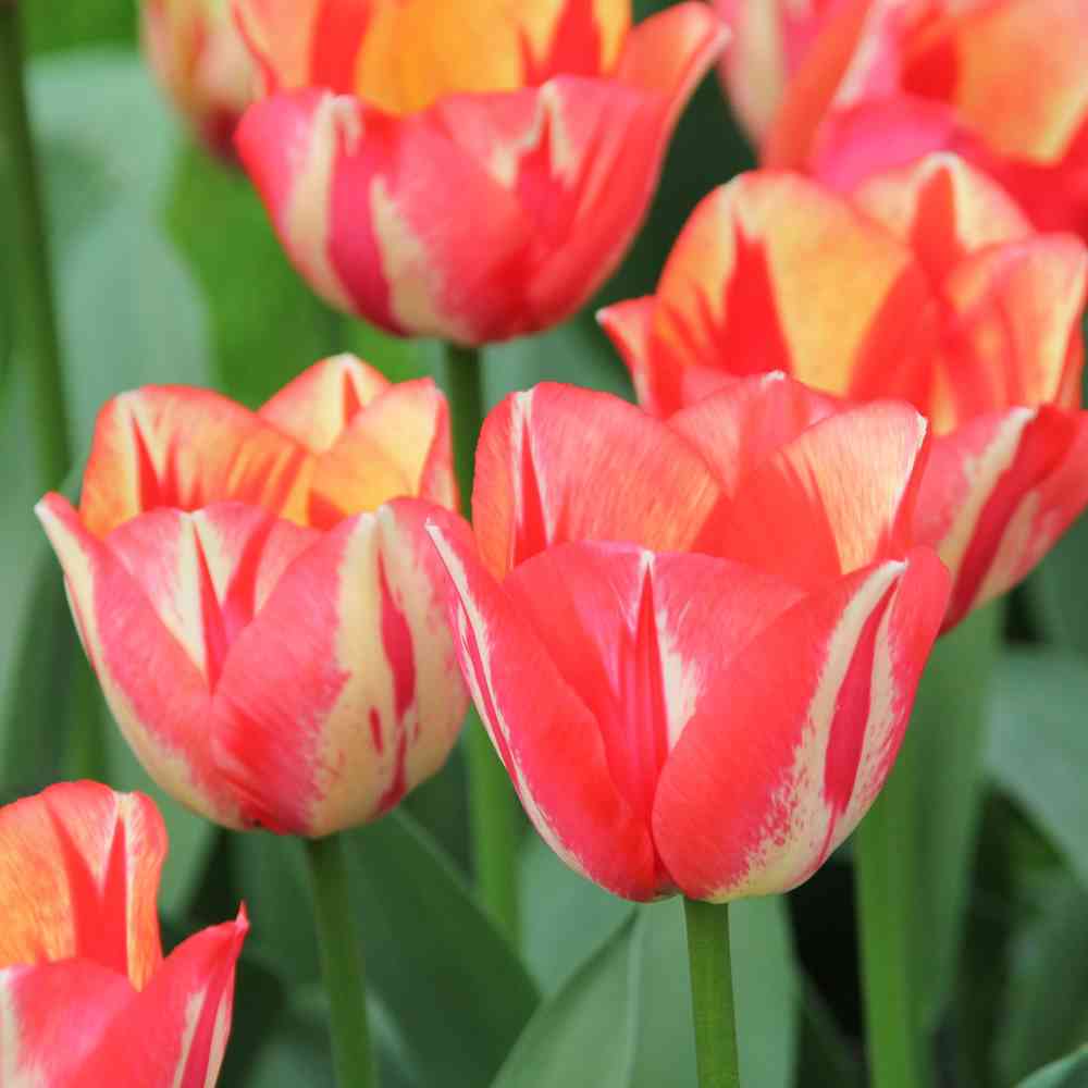 Artikelbild 2 des Artikels “Triumphtulpe Spryng Break, 25 Stück “