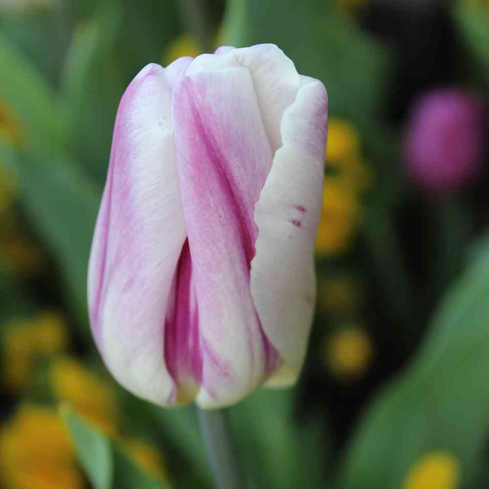 Artikelbild 2 des Artikels “Tulpe Flaming Flag, 50 Stück “