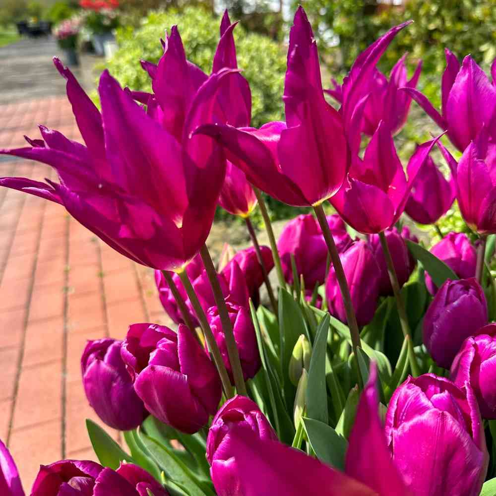 Artikelbild 2 des Artikels “Tulpe Purple Dream, 25 Stück “