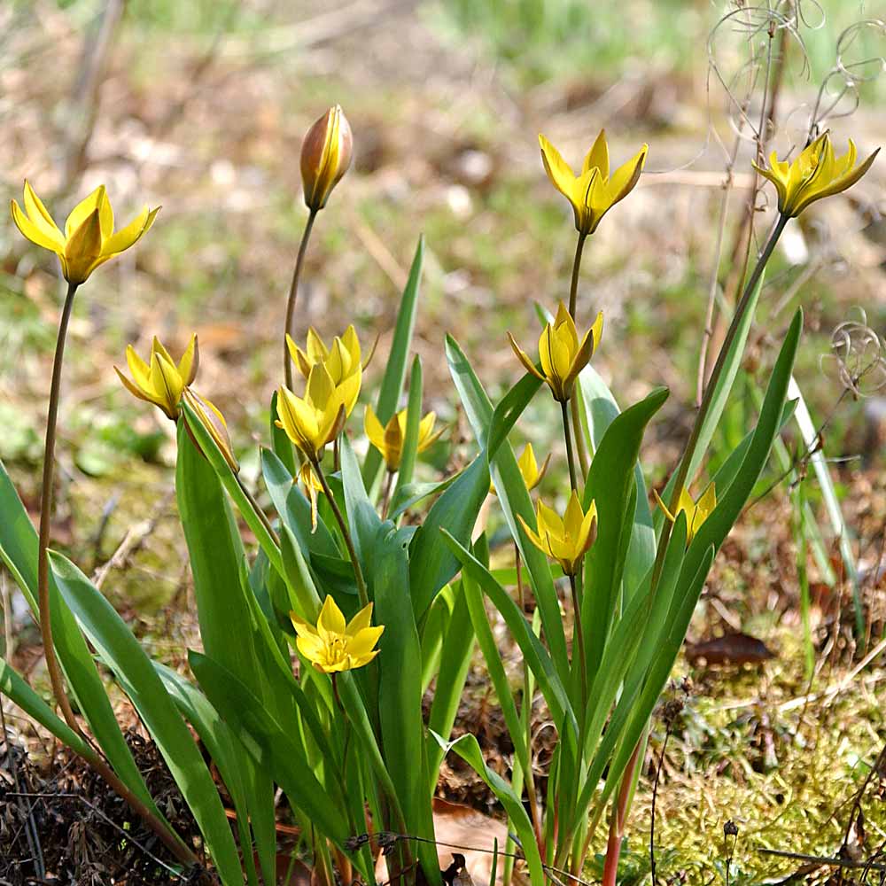 Artikelbild 2 des Artikels “Tarda-Tulpe “
