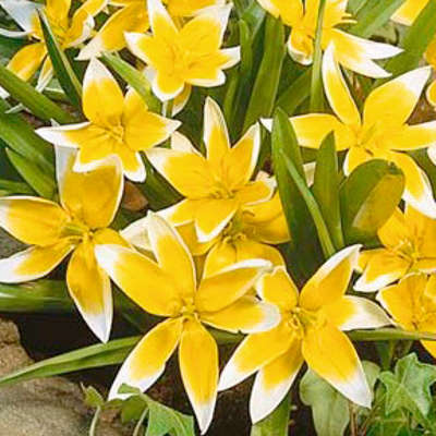 Artikelbild 2 des Artikels “Wildtulpen-Mischung “