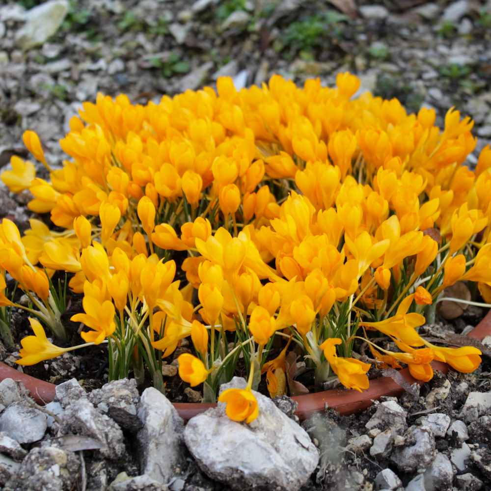 Artikelbild 2 des Artikels “Shogun Tulpe “