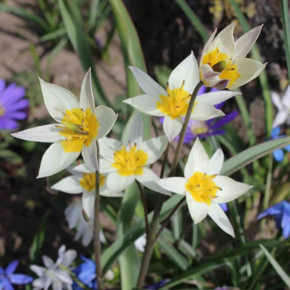 Artikelbild 2 des Artikels “Wildtulpe Turkestanica, 25 Stück “