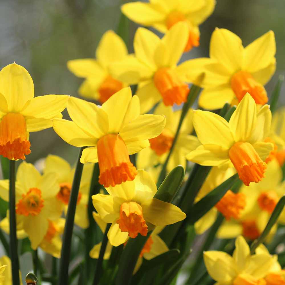 Artikelbild 2 des Artikels “Wild-Narzisse Cyclamineus, frühblühend “