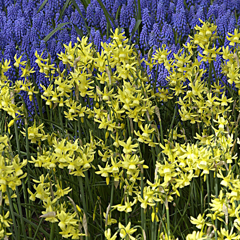 Artikelbild 2 des Artikels “Wild-Narzisse, spätblühend “