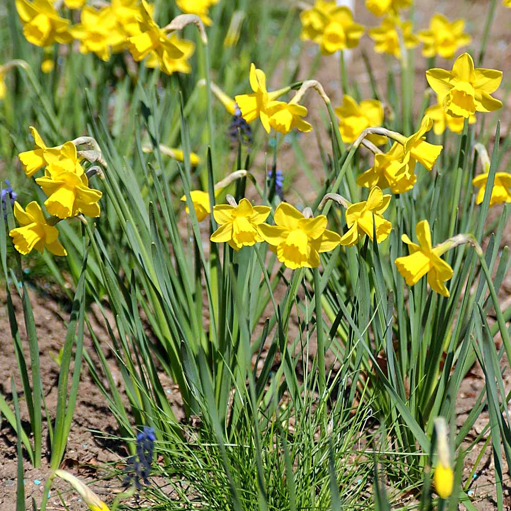 Artikelbild 2 des Artikels “Duft-Narzisse, goldgelb “