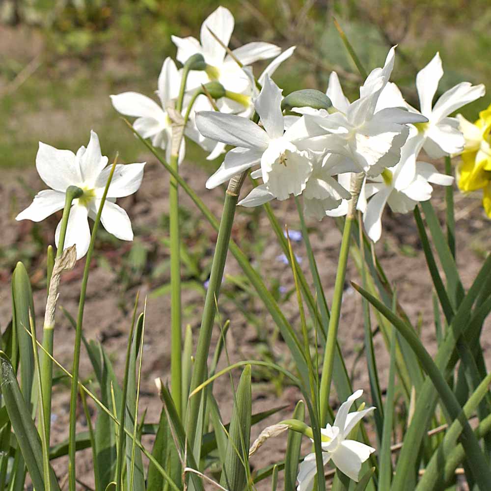 Artikelbild 2 des Artikels “Engelstränen-Narzisse, weiß “