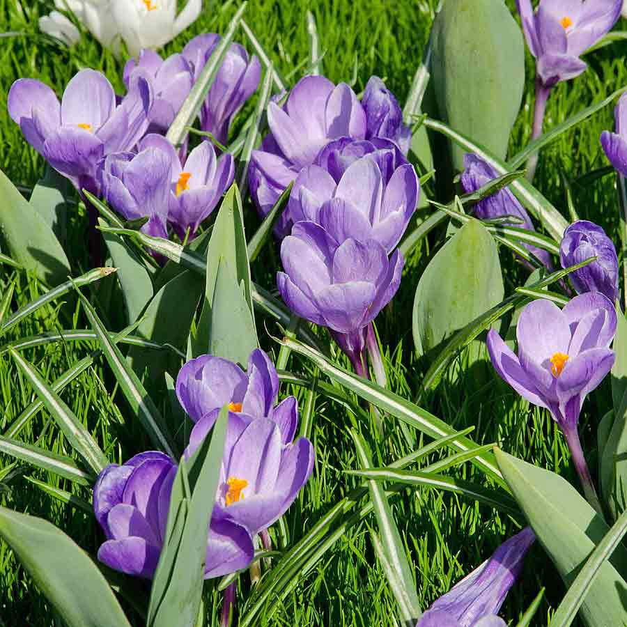 Artikelbild 2 des Artikels “Garten-Krokus blau “