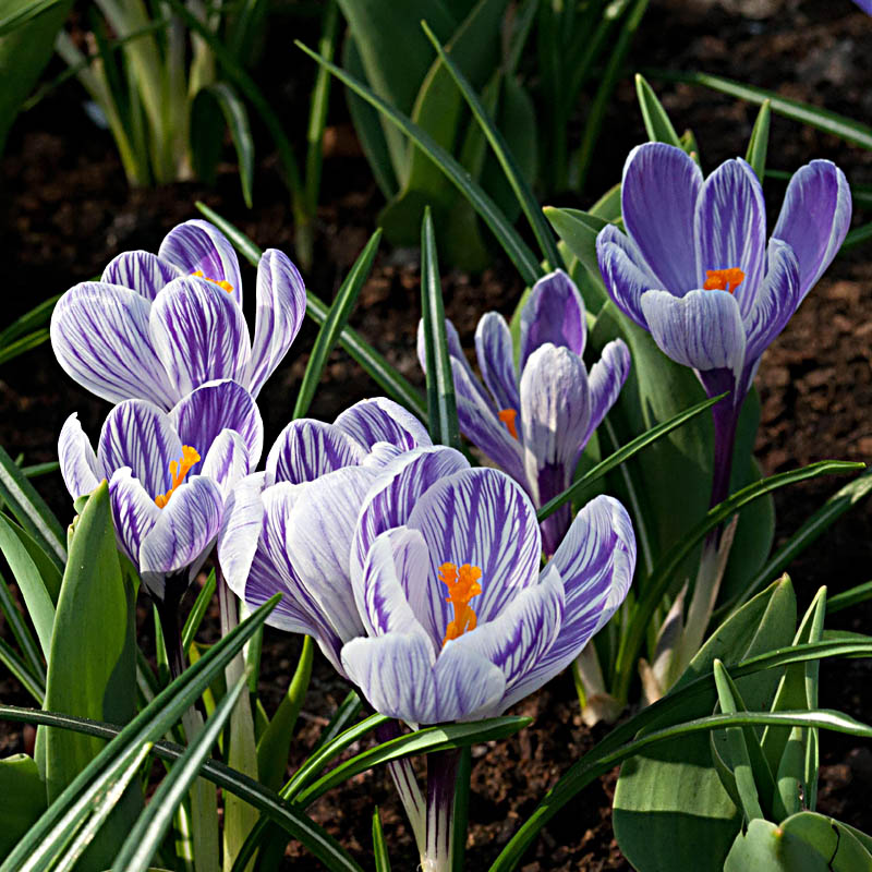 Artikelbild 2 des Artikels “Garten-Krokus violett gestreift “