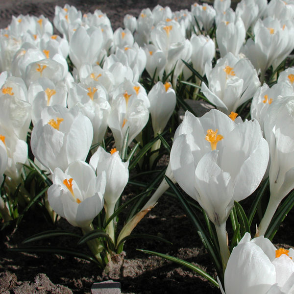 Artikelbild 2 des Artikels “Garten-Krokus weiß “