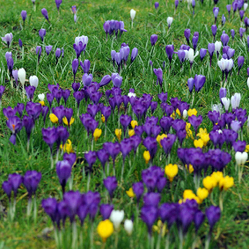 Artikelbild 2 des Artikels “Garten-Krokusse, Farbmischung “